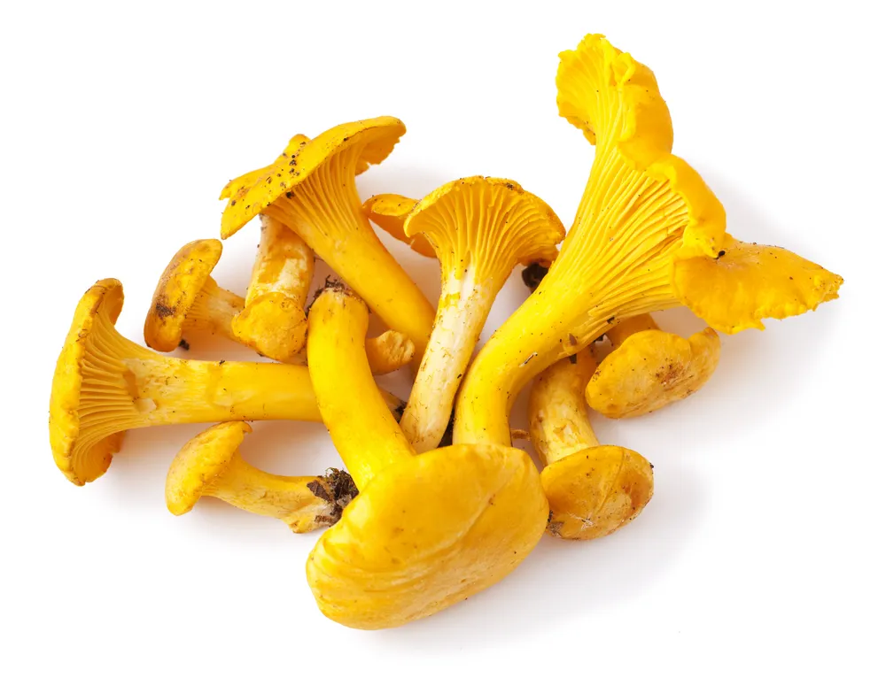 Ica Kantareller, ICA, 150g Jämför pris & handla via Matspar.se